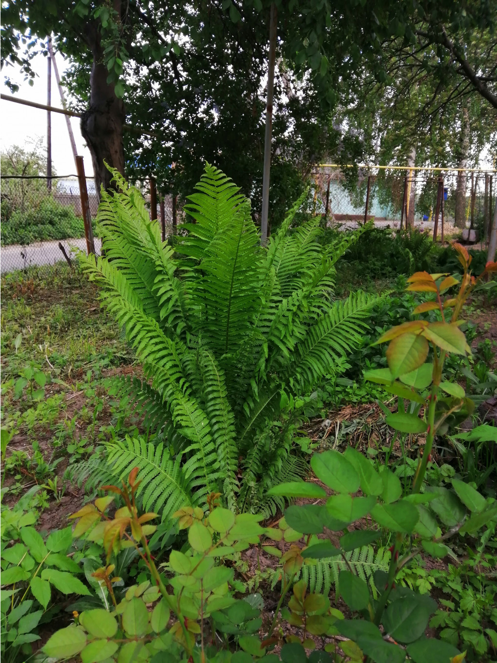 IMG 20190519 181749.jpg
