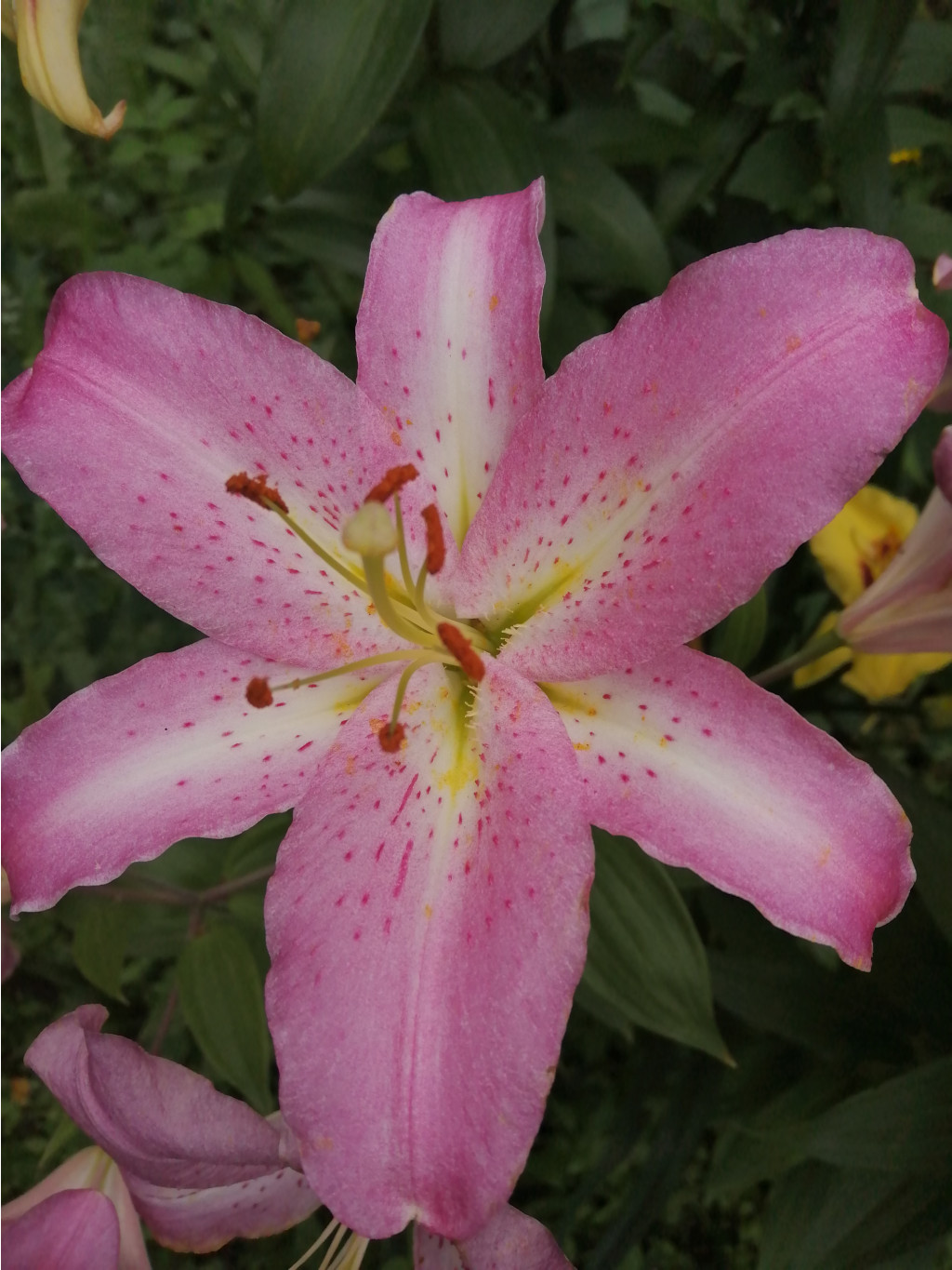IMG 20190729 111340.jpg