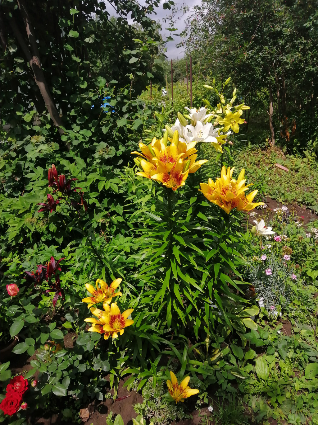 IMG 20190712 121335.jpg