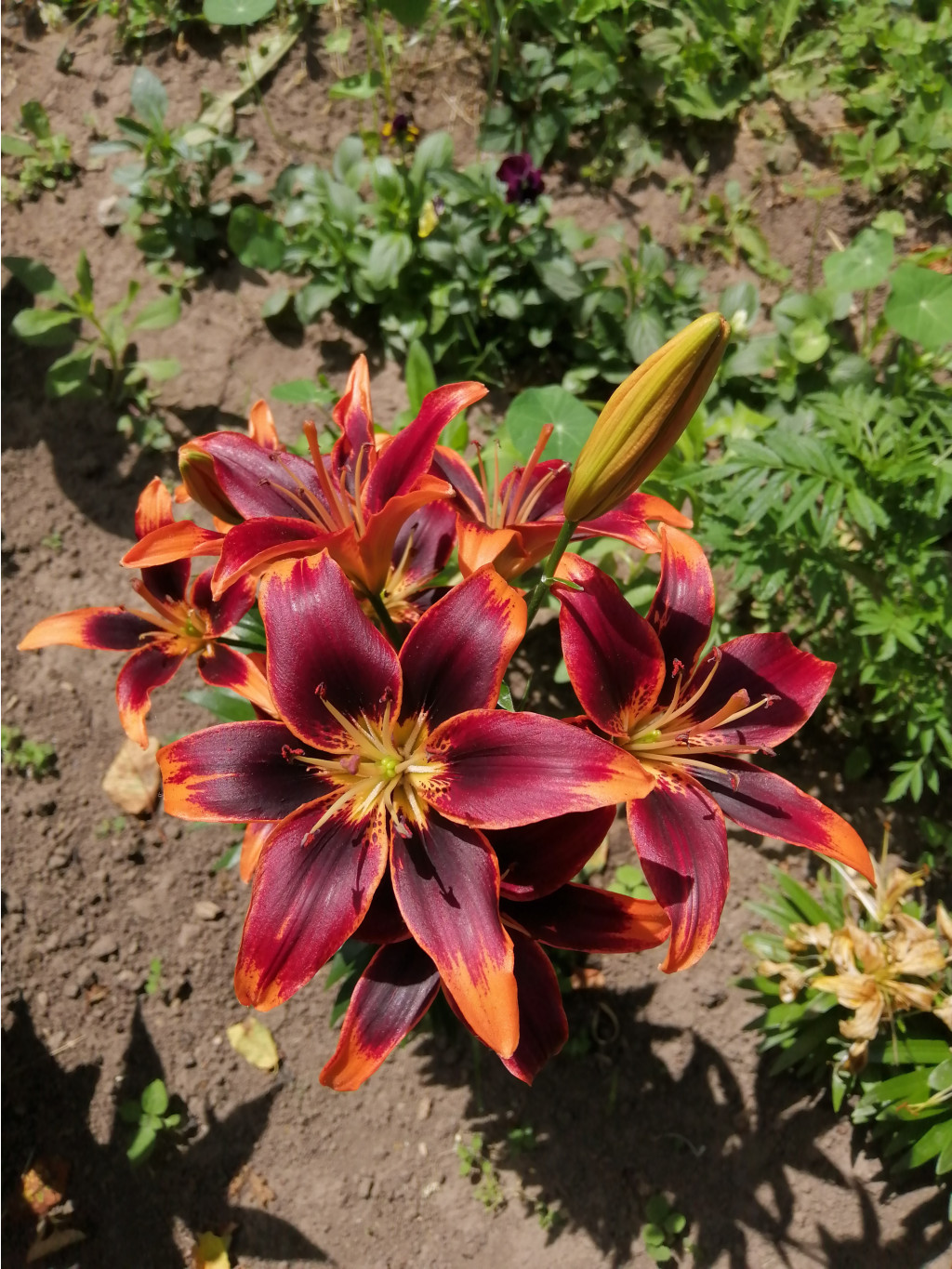 IMG 20190624 125836.jpg