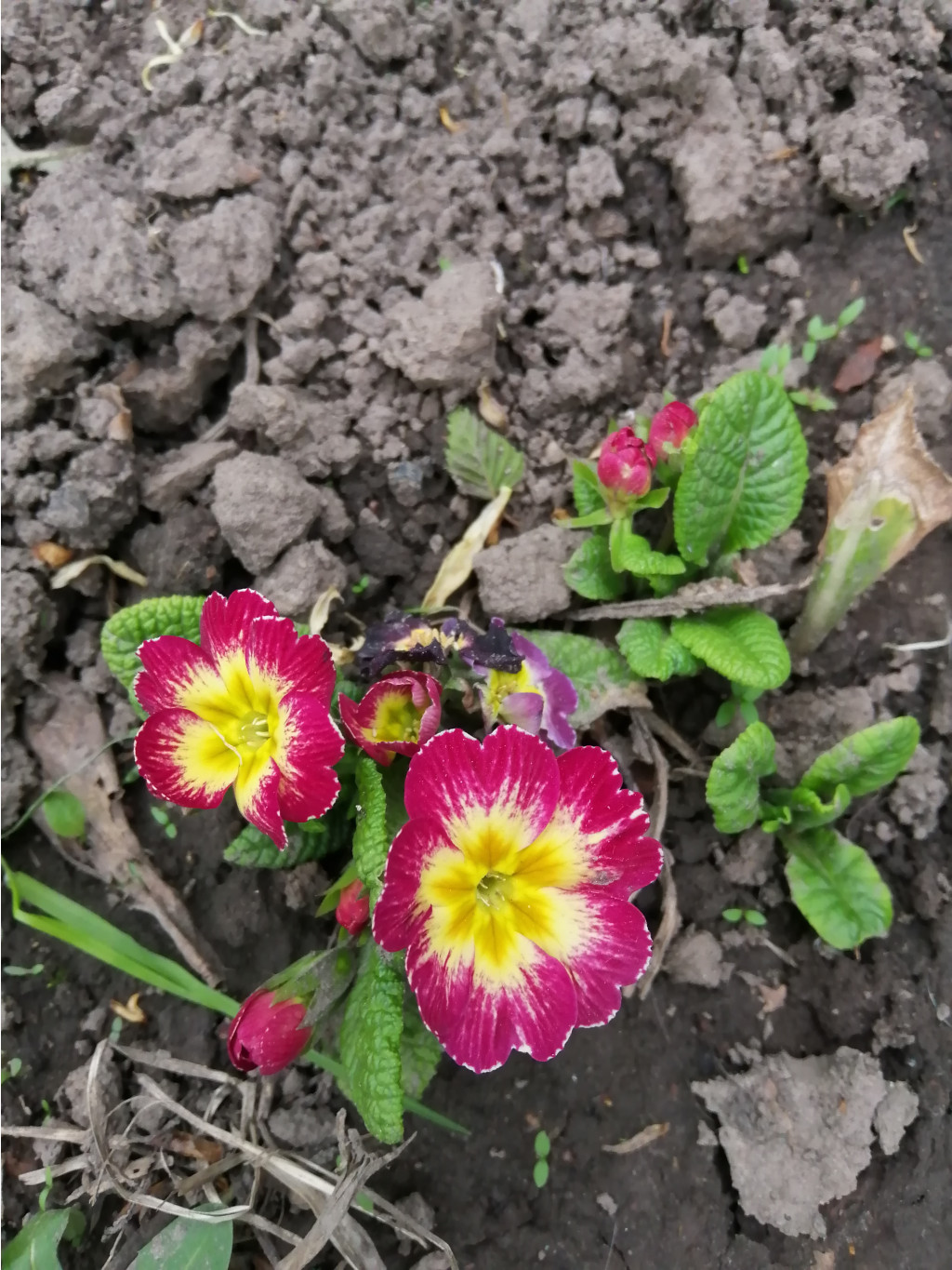 IMG 20190506 164855.jpg