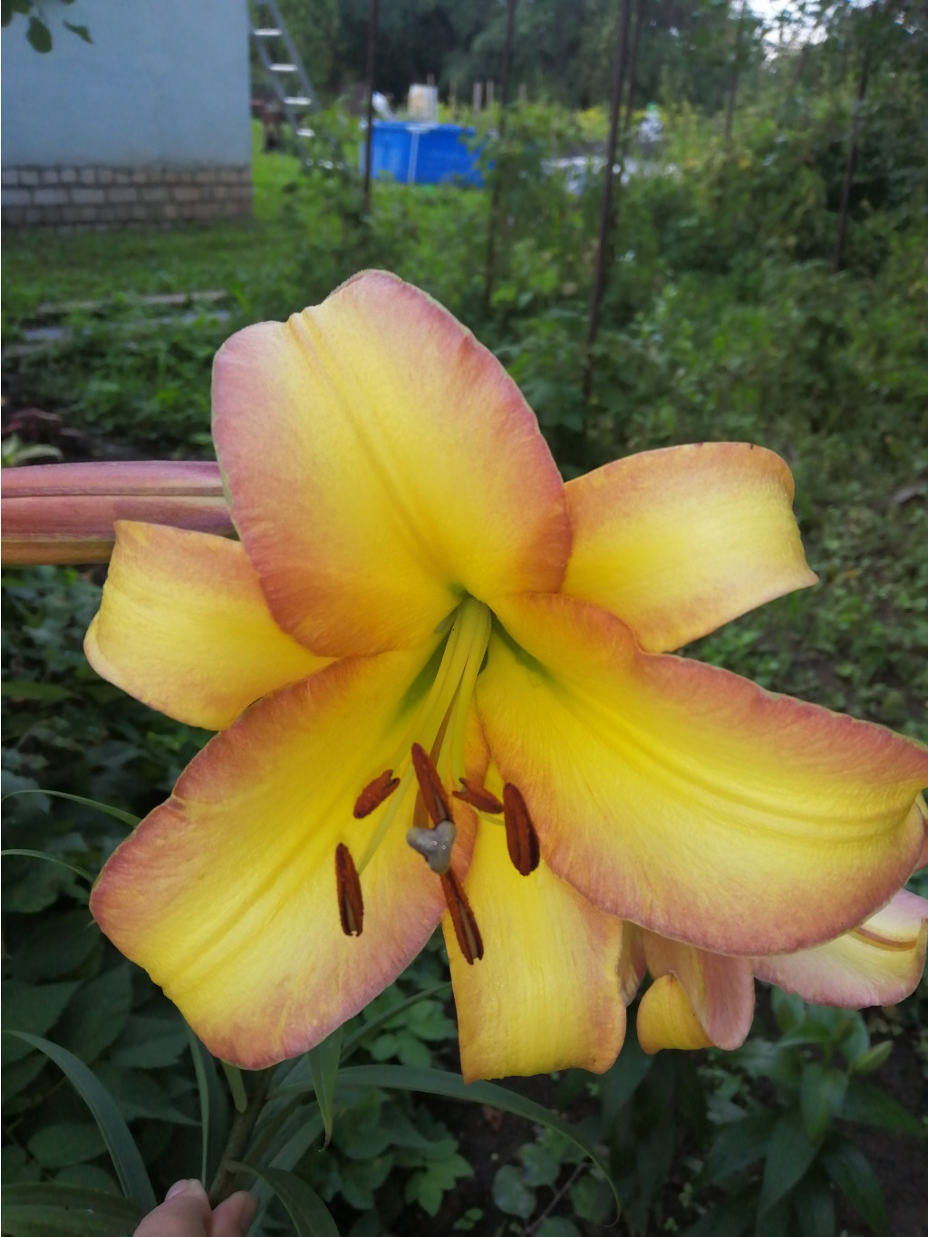 IMG 20190718 152558.jpg