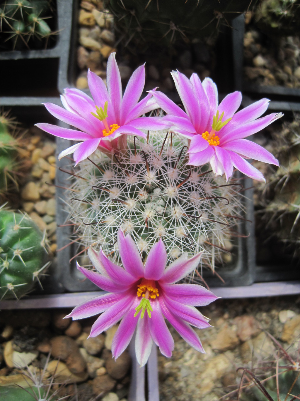 Mammillaria boolii