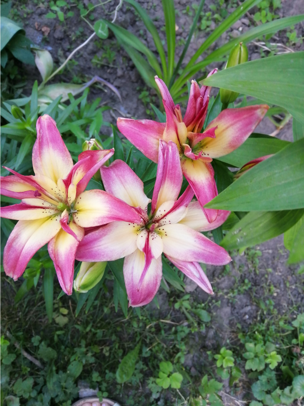 IMG 20190625 191015.jpg
