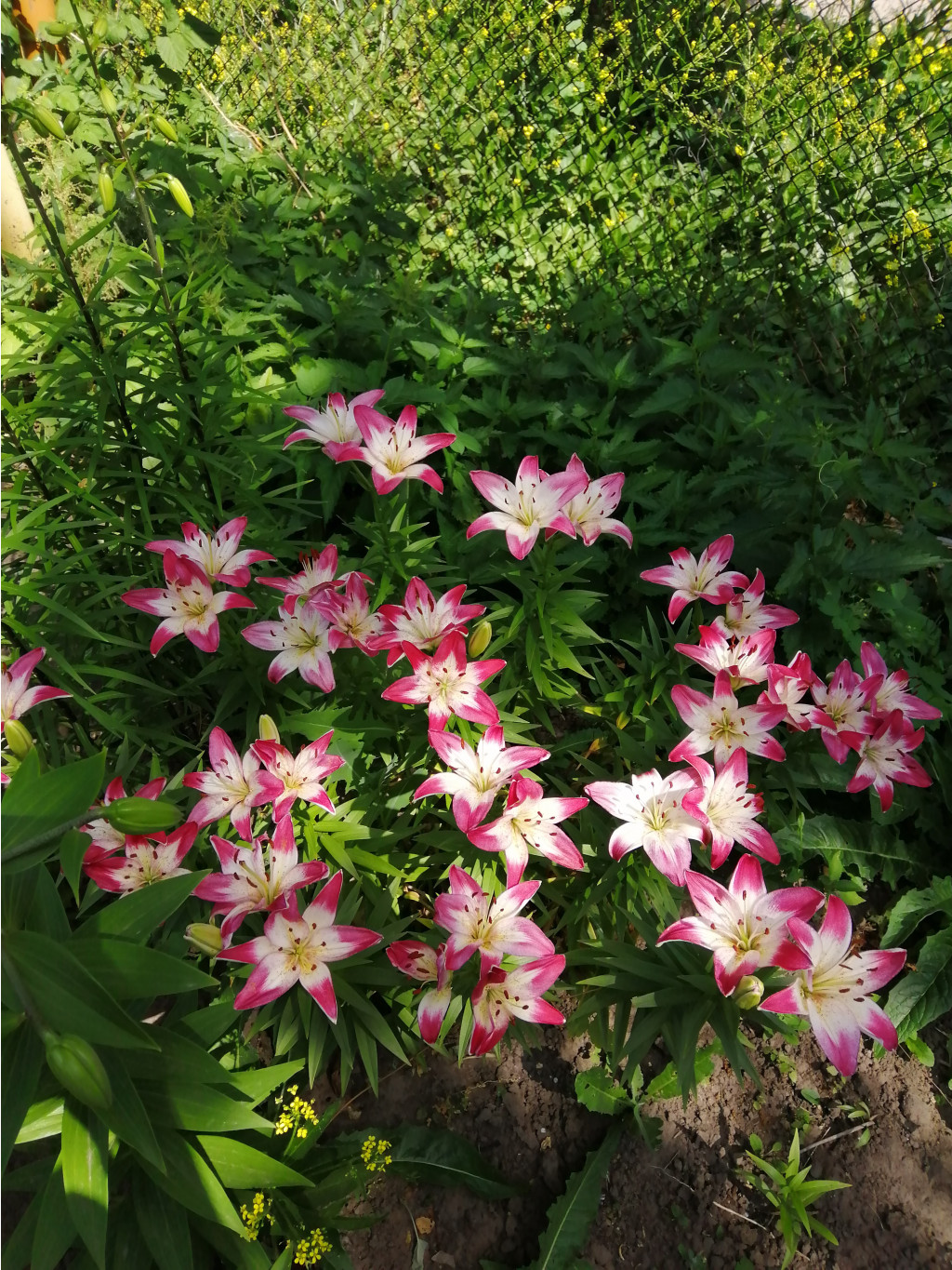 IMG 20190624 125630.jpg