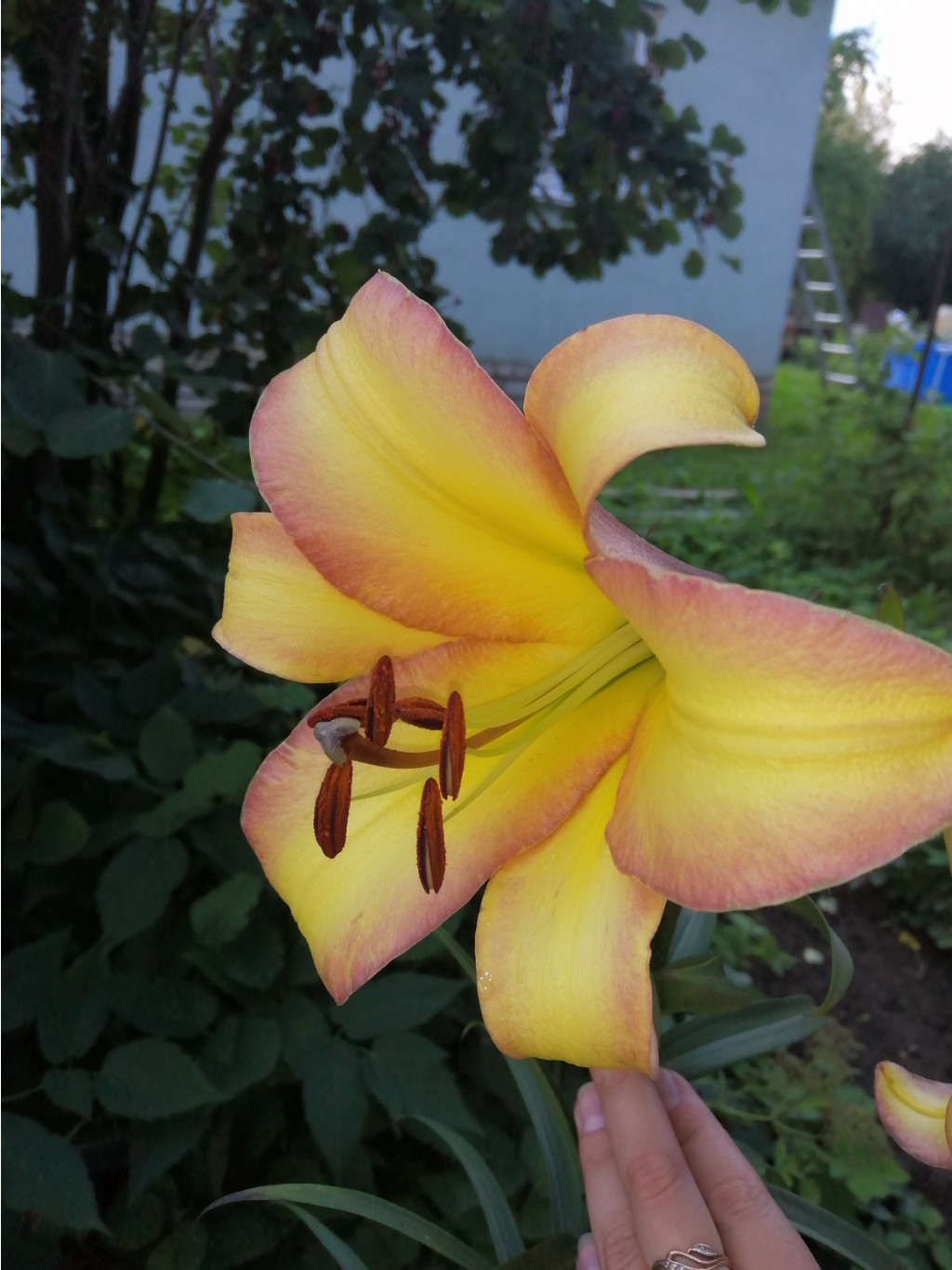 IMG 20190718 152537.jpg