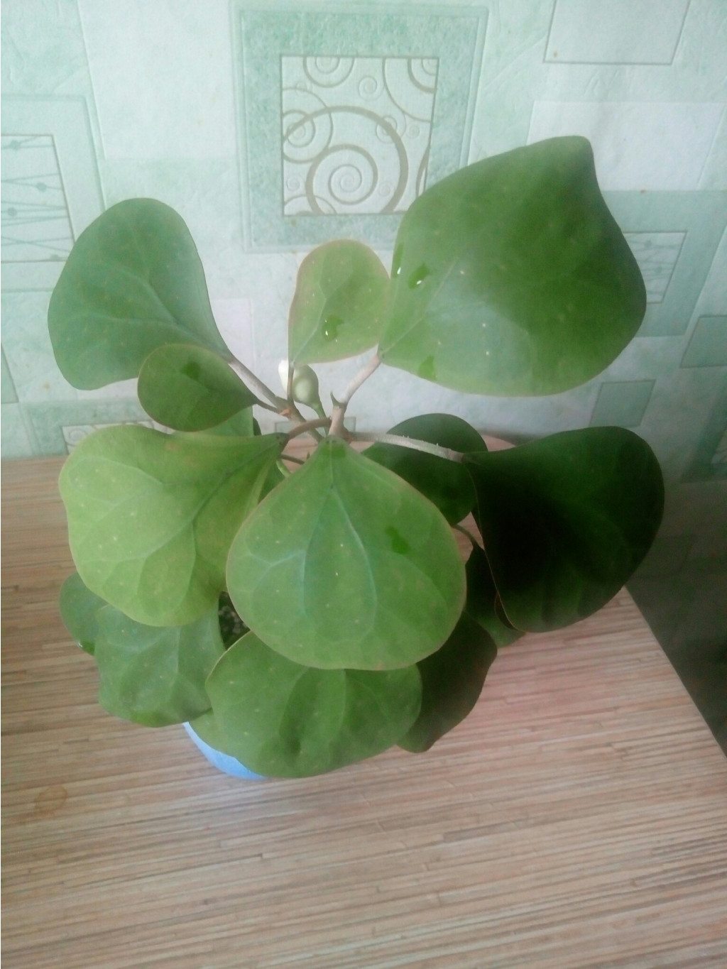 Ficus  deltoidea golden leaves.