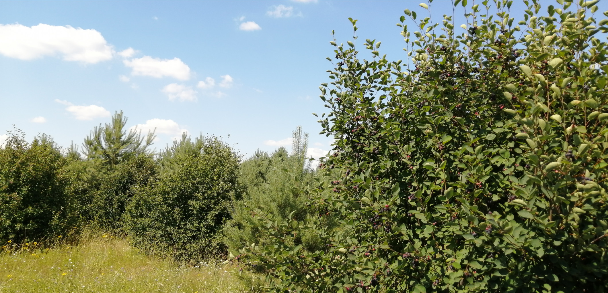 IMG 20200712 140200.jpg