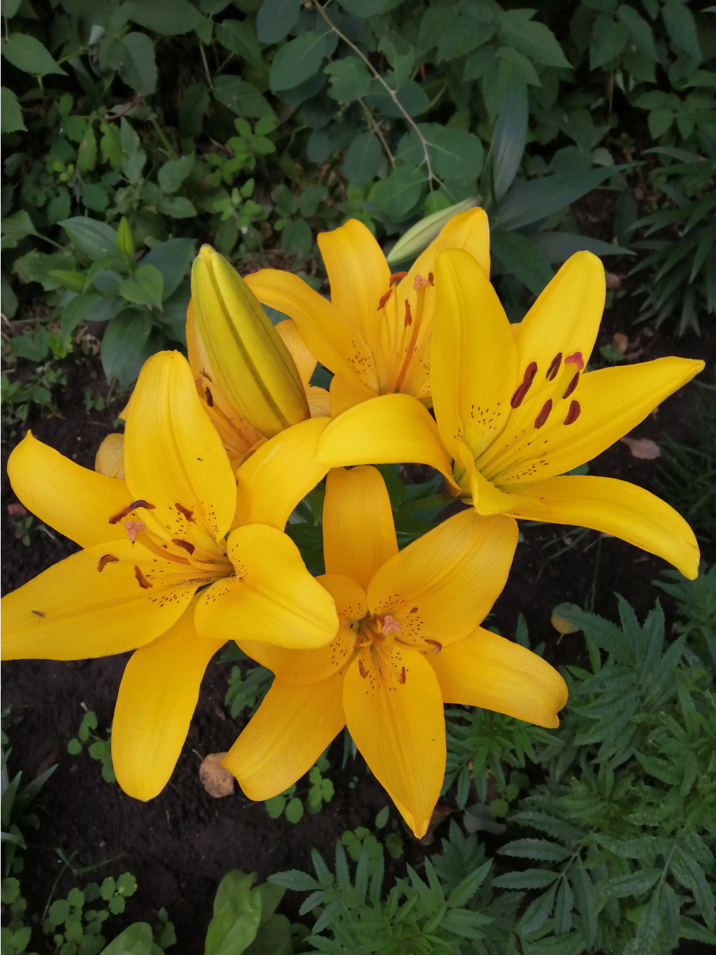 IMG 20190630 192222.jpg