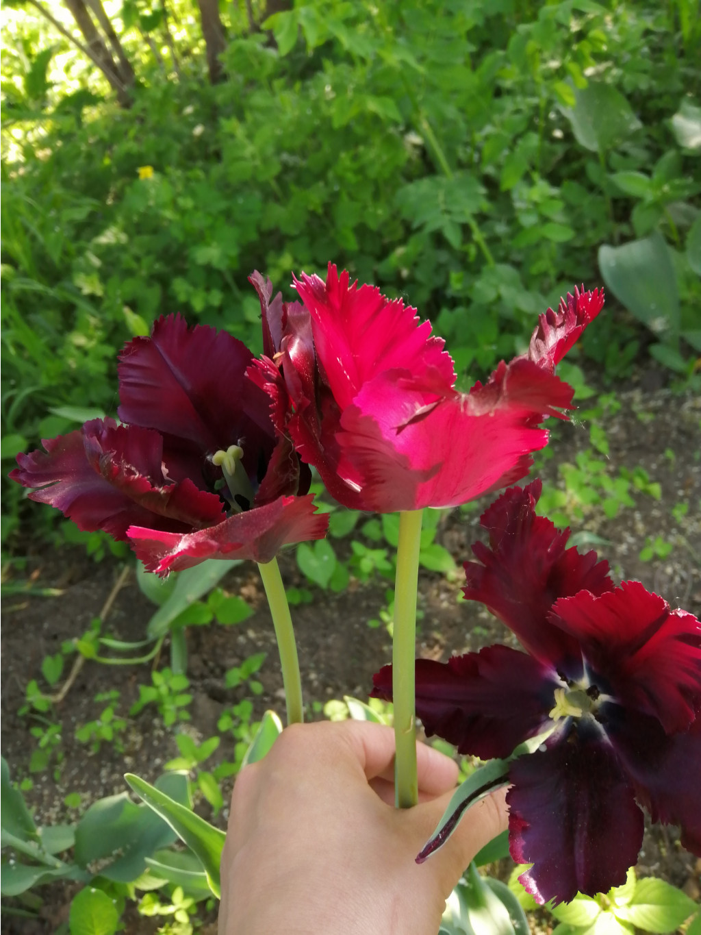 IMG 20190515 080327.jpg