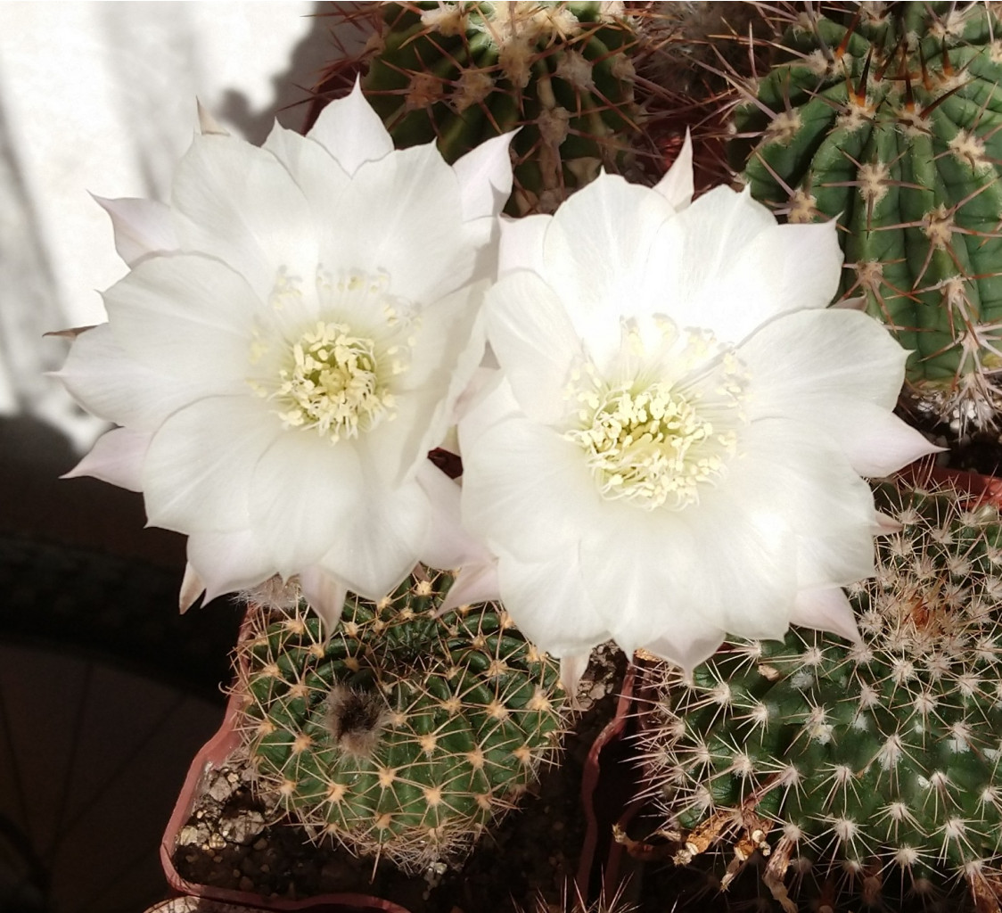 Echinopsis ancistrophora VG-635