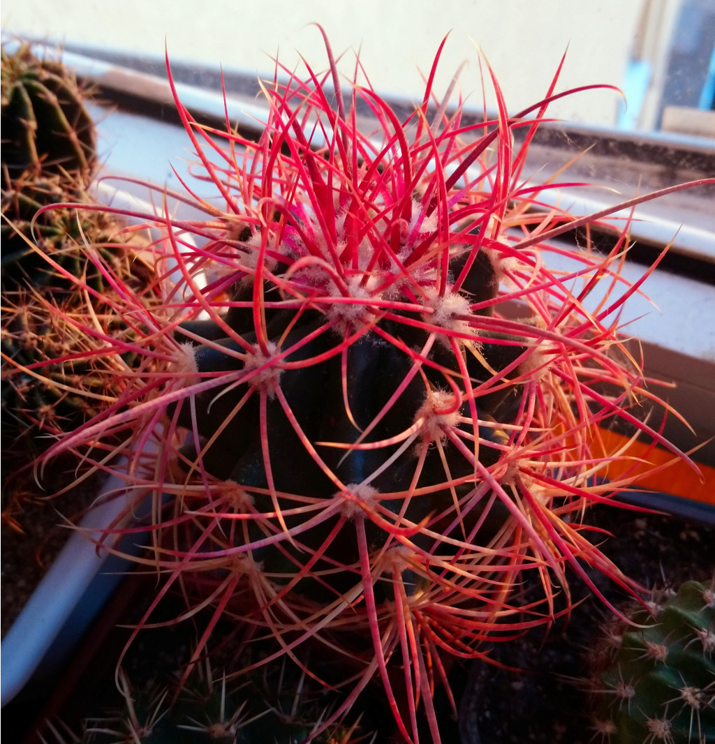 Ferocactus sp.