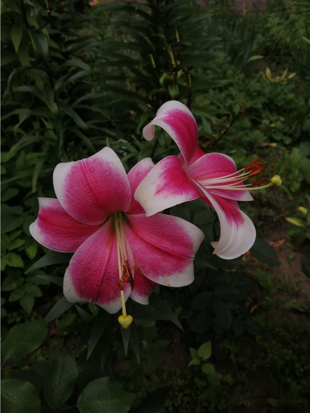 IMG 20190729 111154.jpg