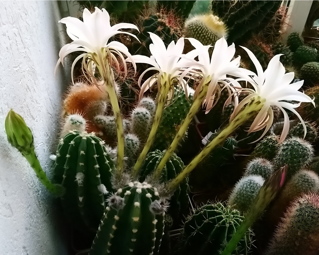 Echinopsis subdenudata