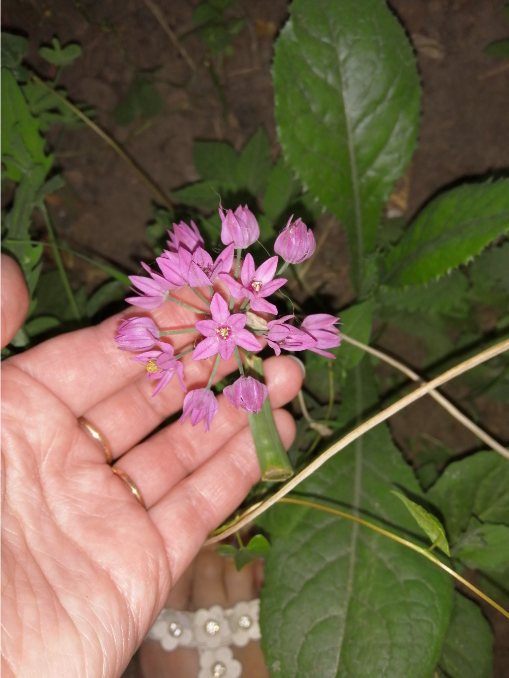 IMG 20190618 203205.jpg