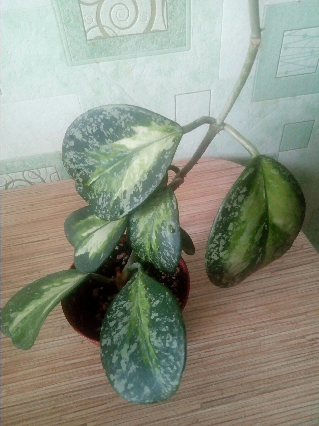 Obovata variegata Splash.