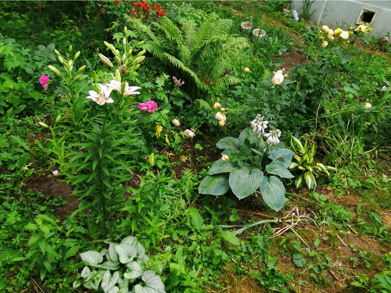 IMG 20190623 085026.jpg