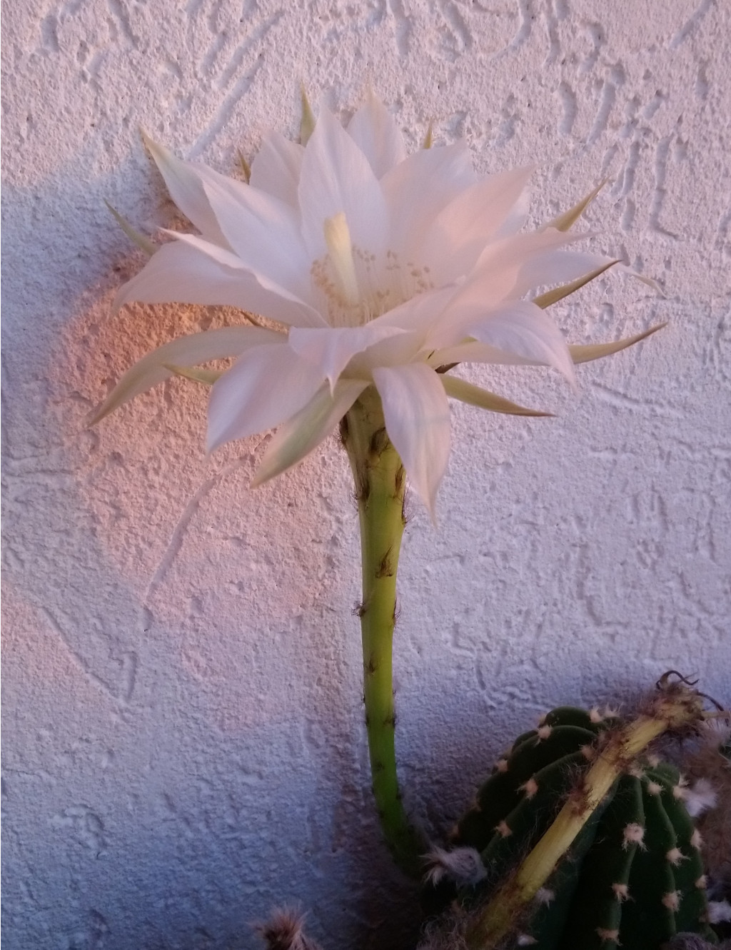 Echinopsis subdenudata