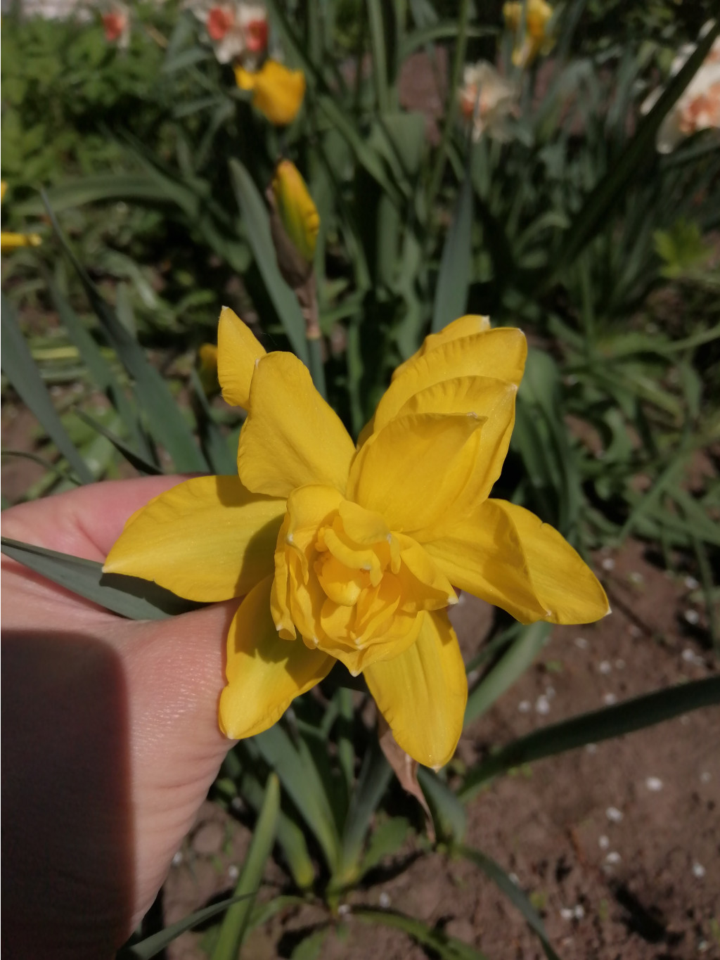 IMG 20190510 093927.jpg