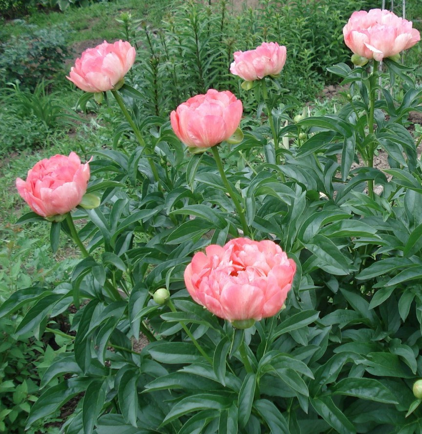 Pink Hawaiian Coral.jpg