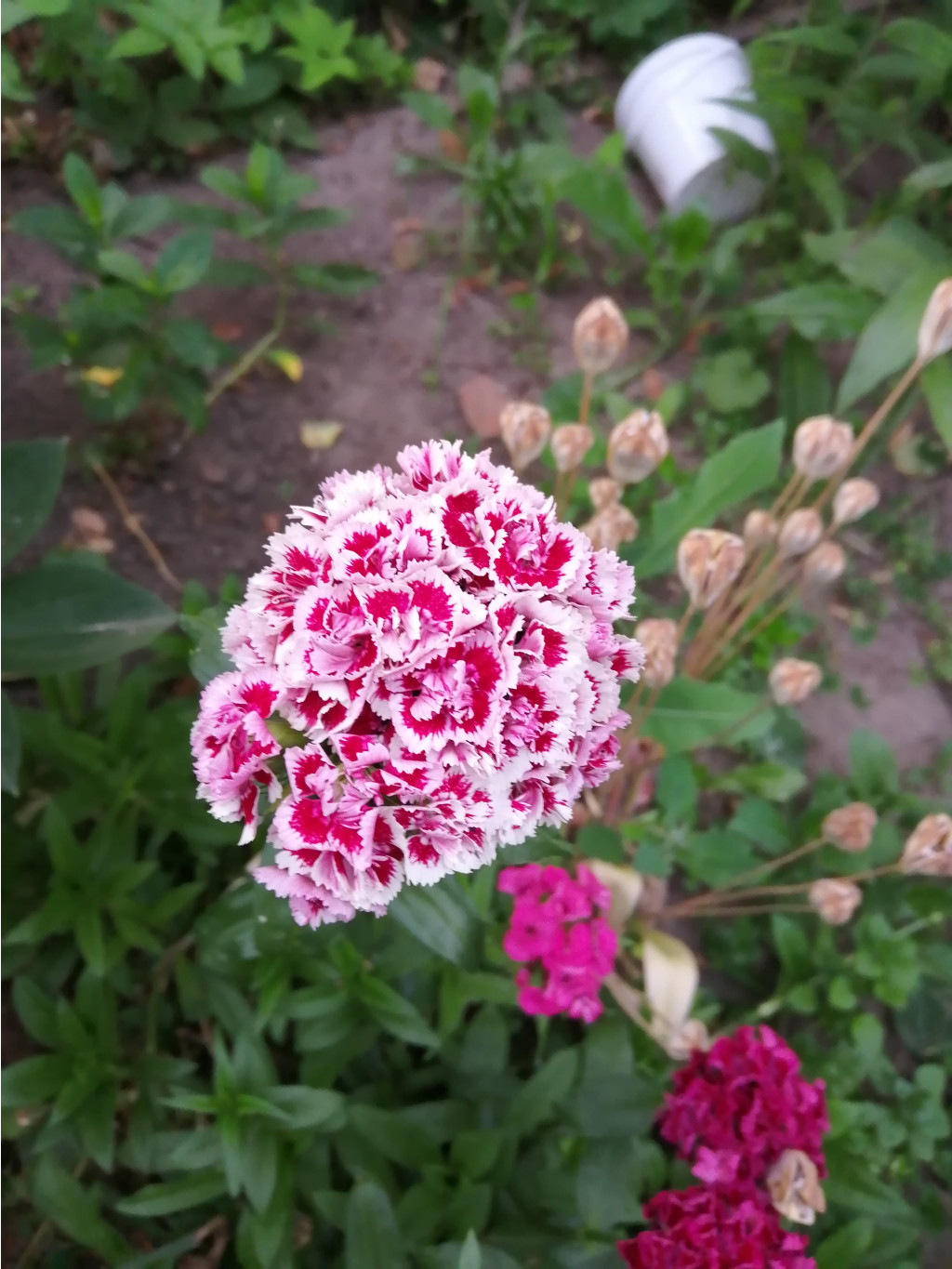 IMG 20190618 202920.jpg
