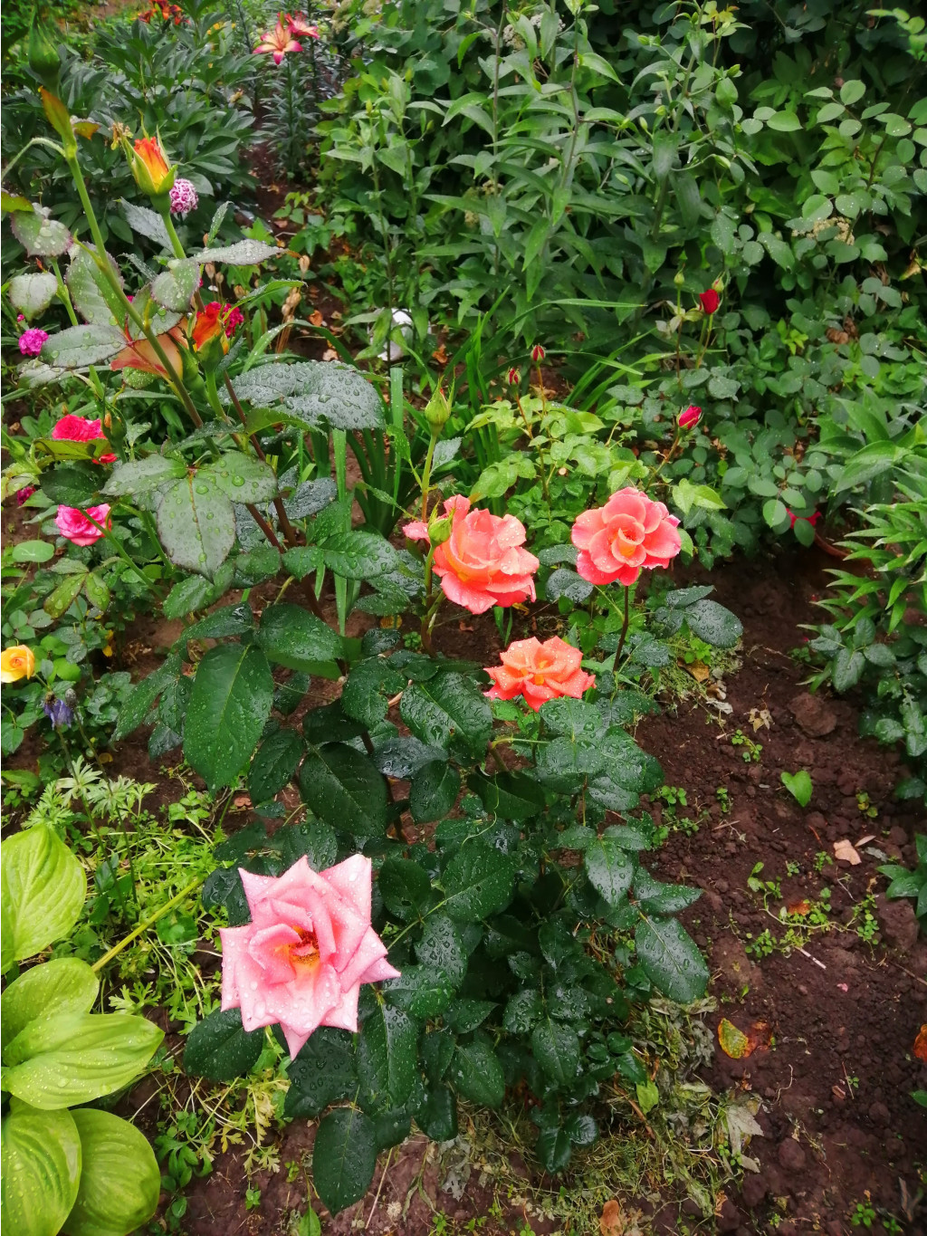 IMG 20190623 085116.jpg