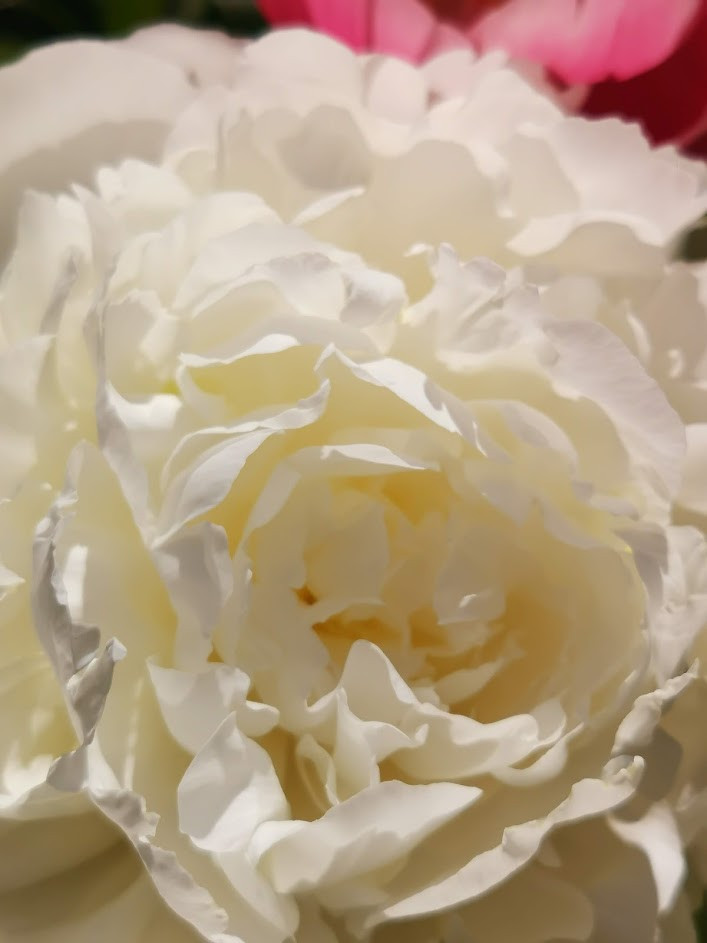 IMG 20200624 100016.jpg
