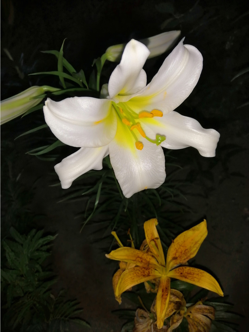 IMG 20190622 211024.jpg