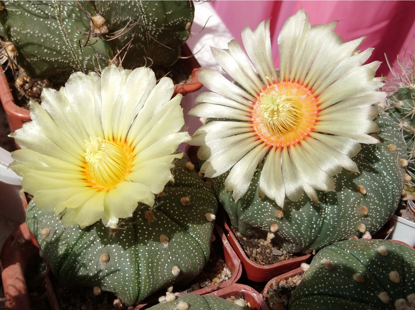 Astrophytum asterias