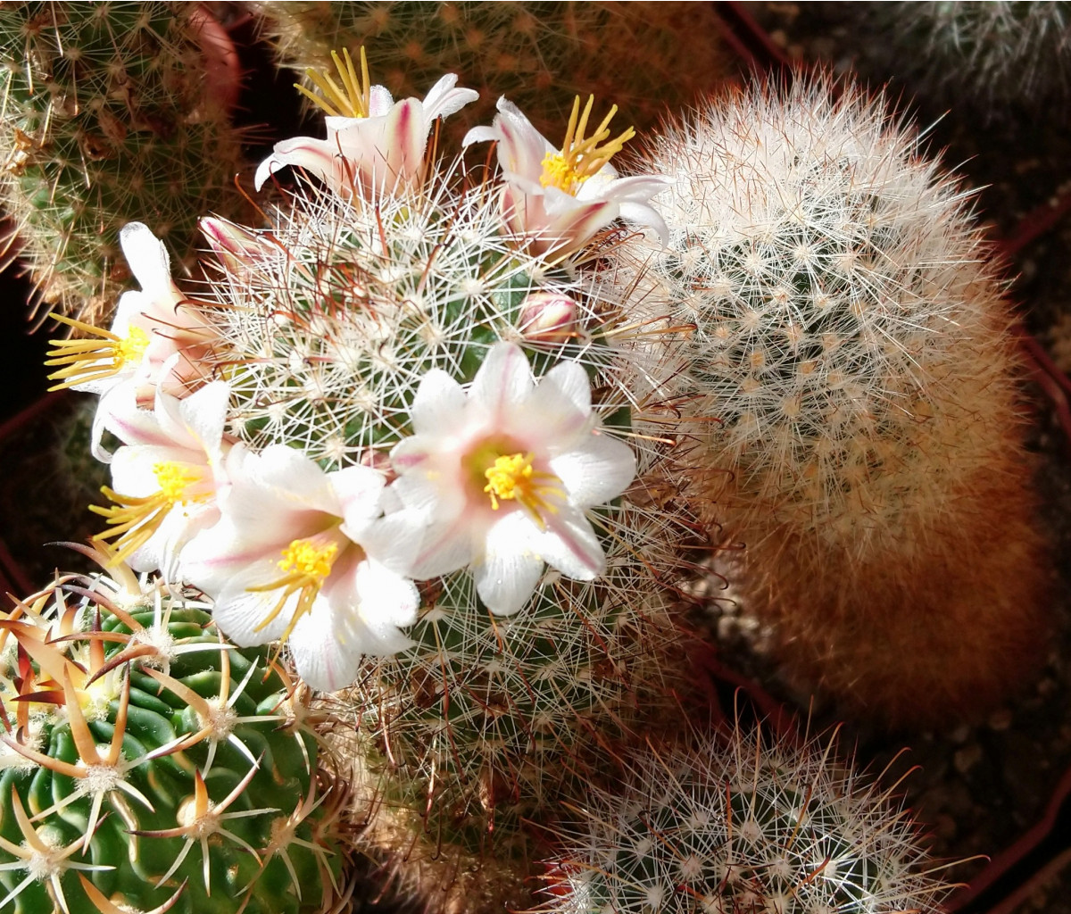 Mammillaria louisae