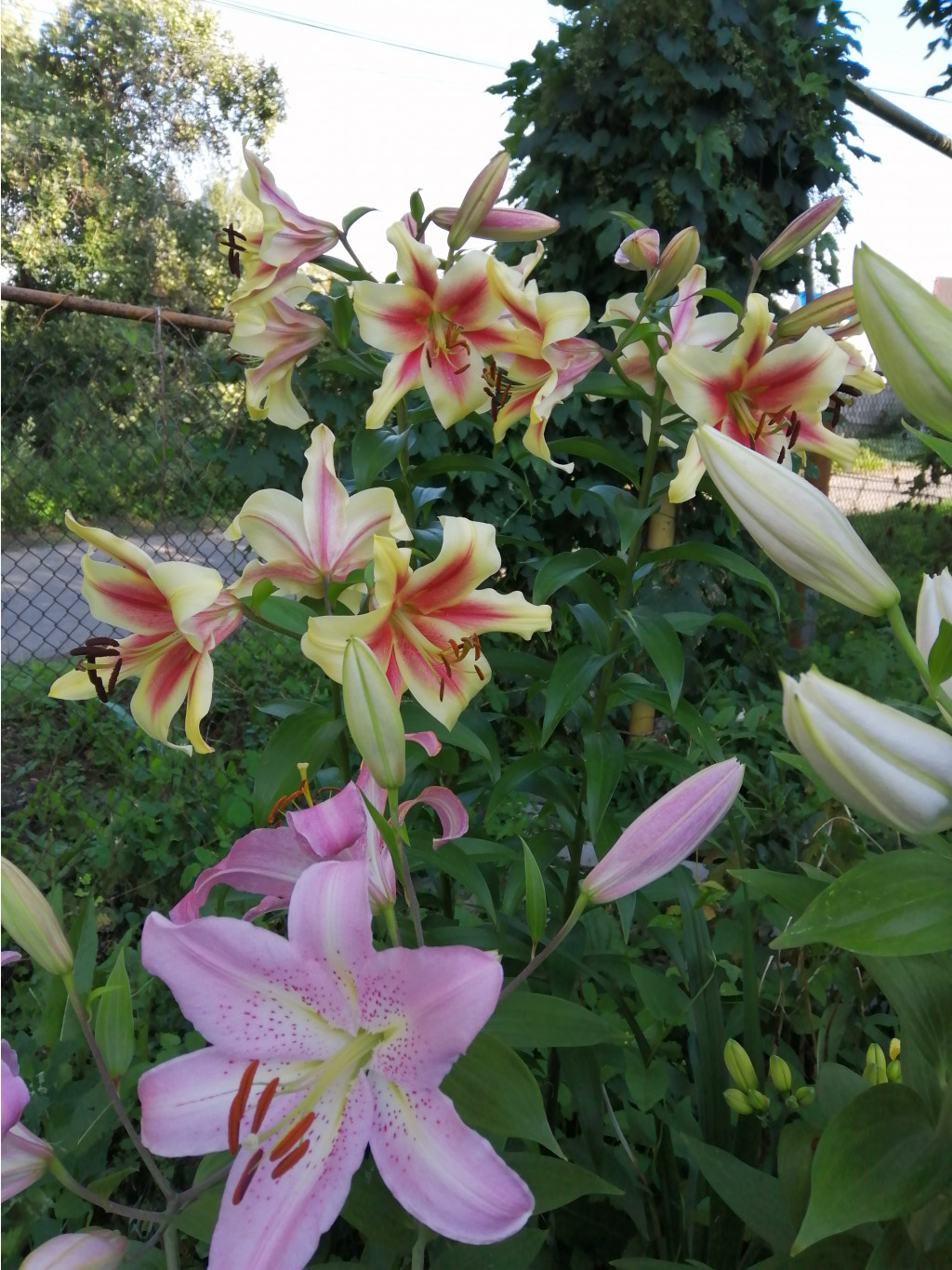 IMG 20190722 171855.jpg