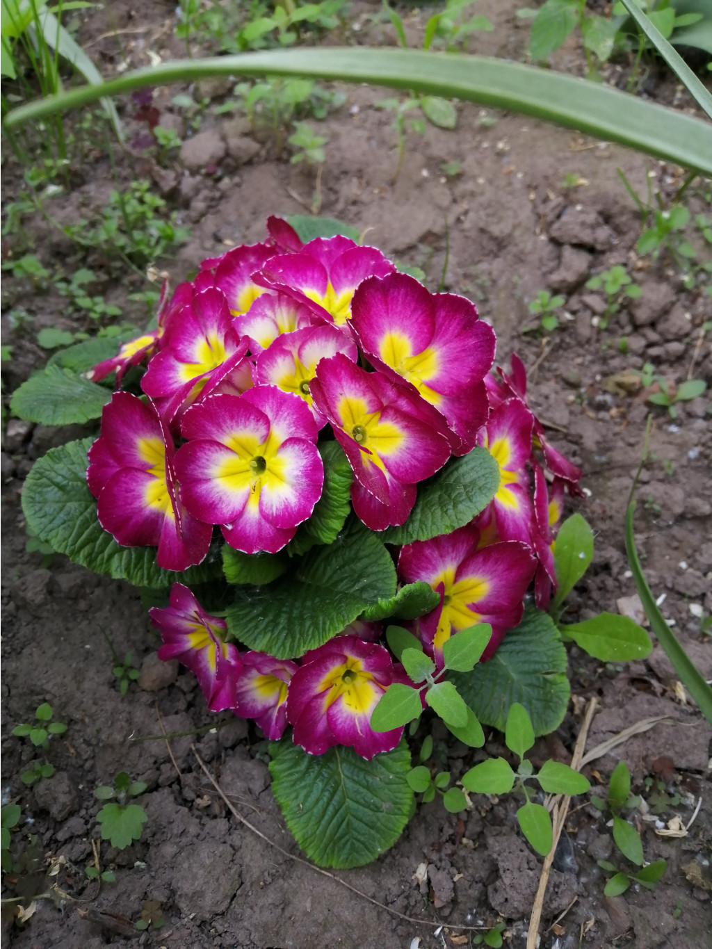 IMG 20190515 161911.jpg