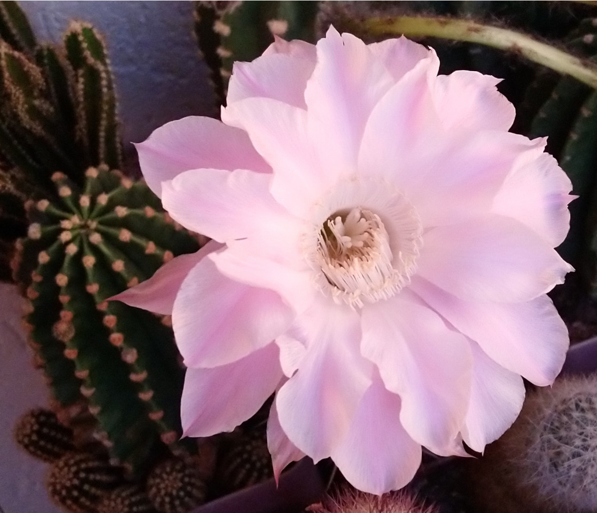 Echinopsis eyriesii