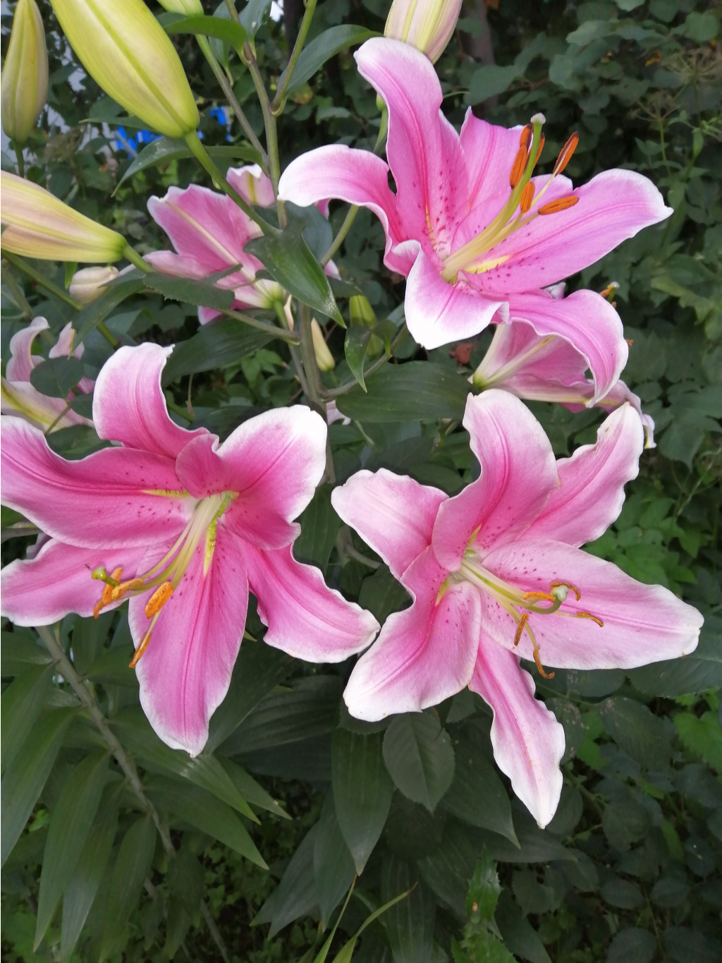 IMG 20190727 192658.jpg