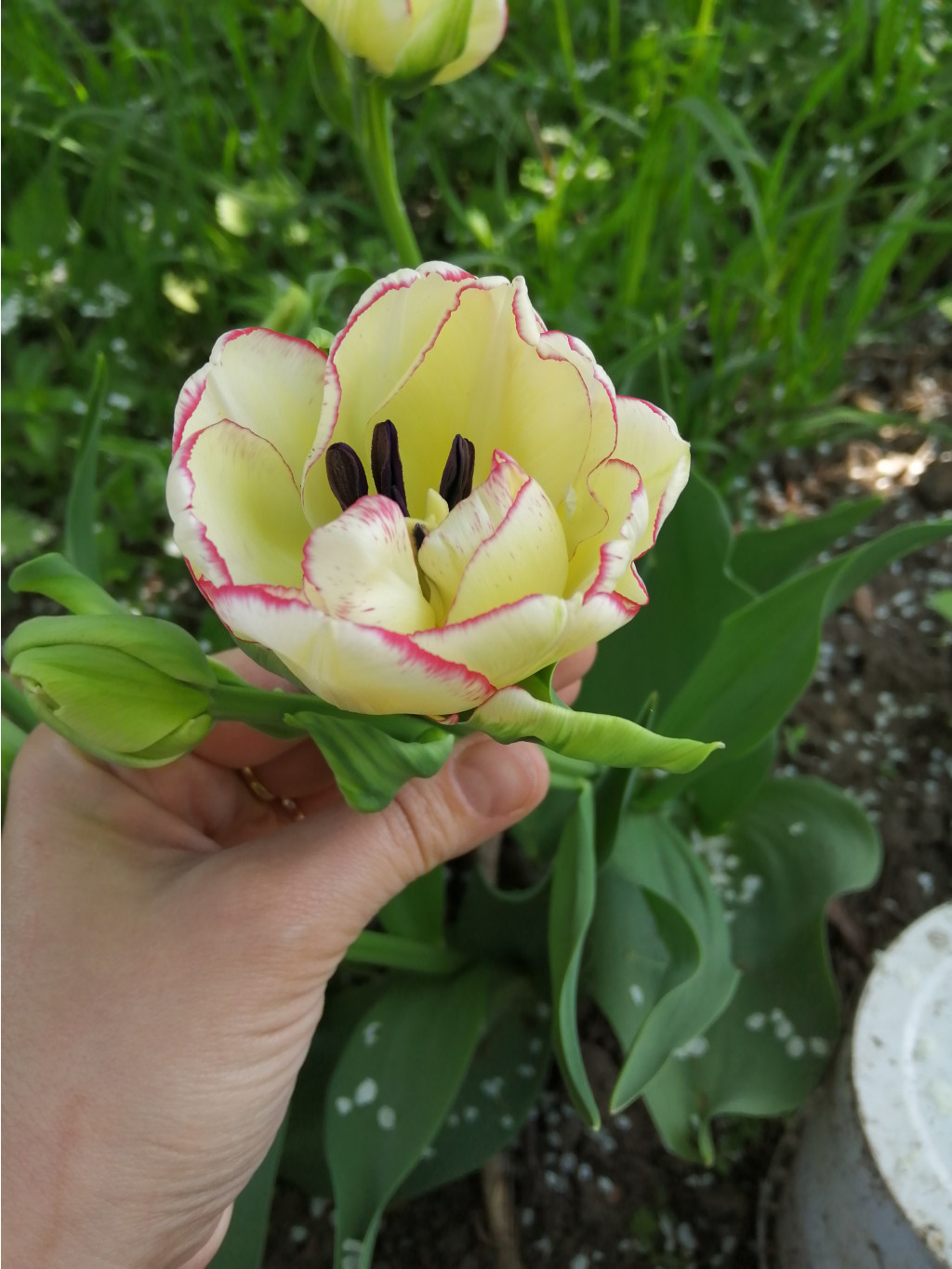 IMG 20190510 094305.jpg