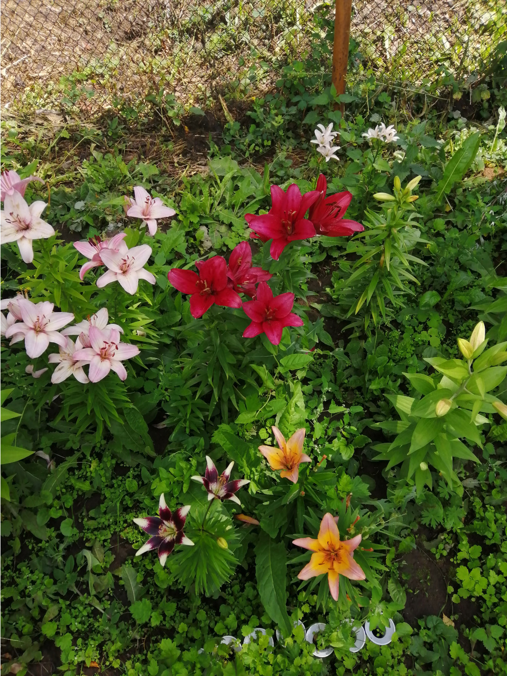 IMG 20190712 121458.jpg