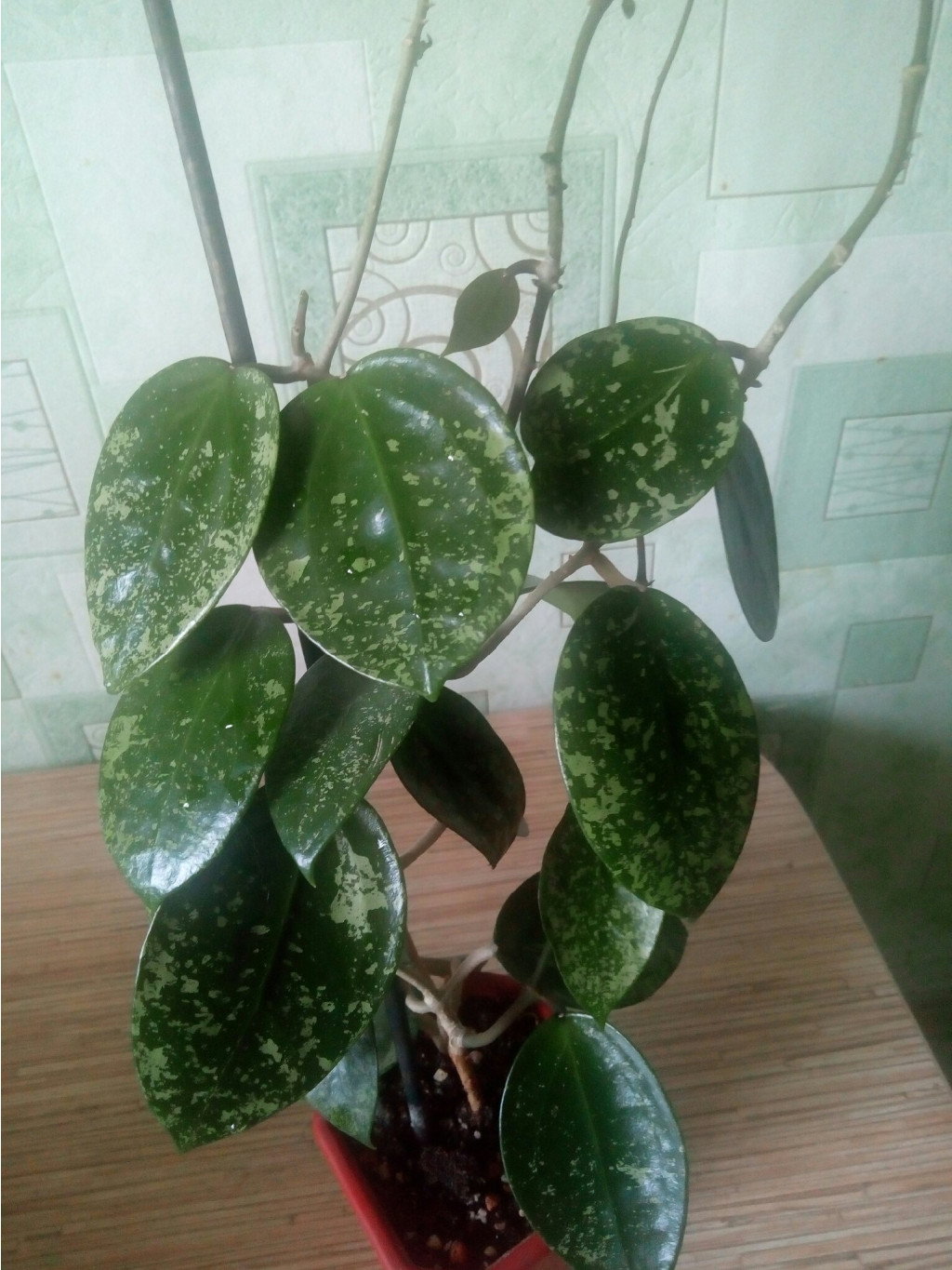 EPC-997 Hoya acuta, stable pink spot splash on cordate leaves (heart shape)