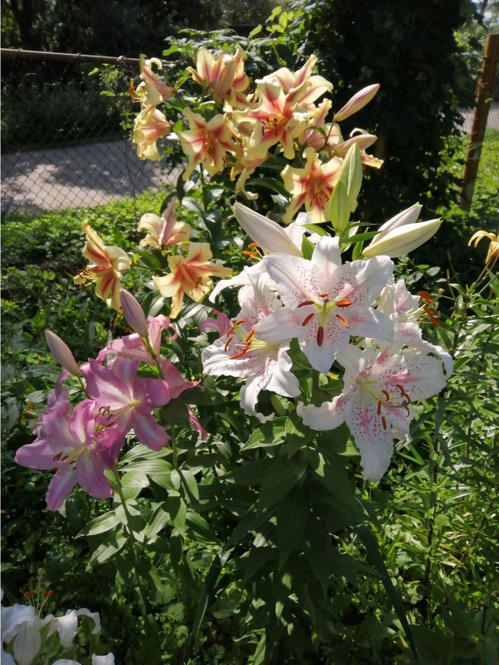 IMG 20190726 085027.jpg