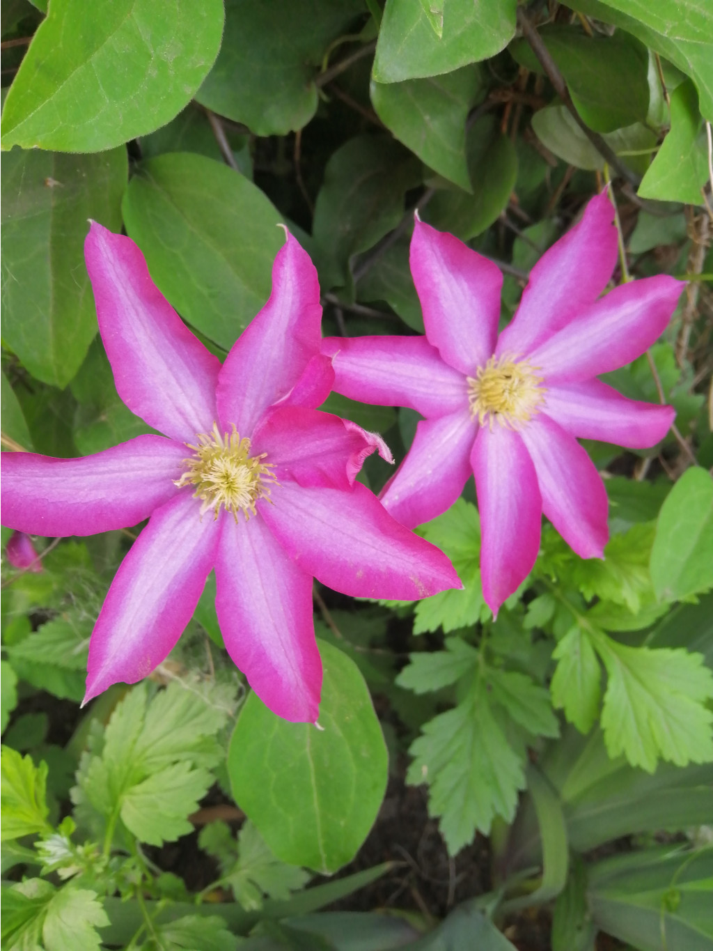 IMG 20190601 192317.jpg