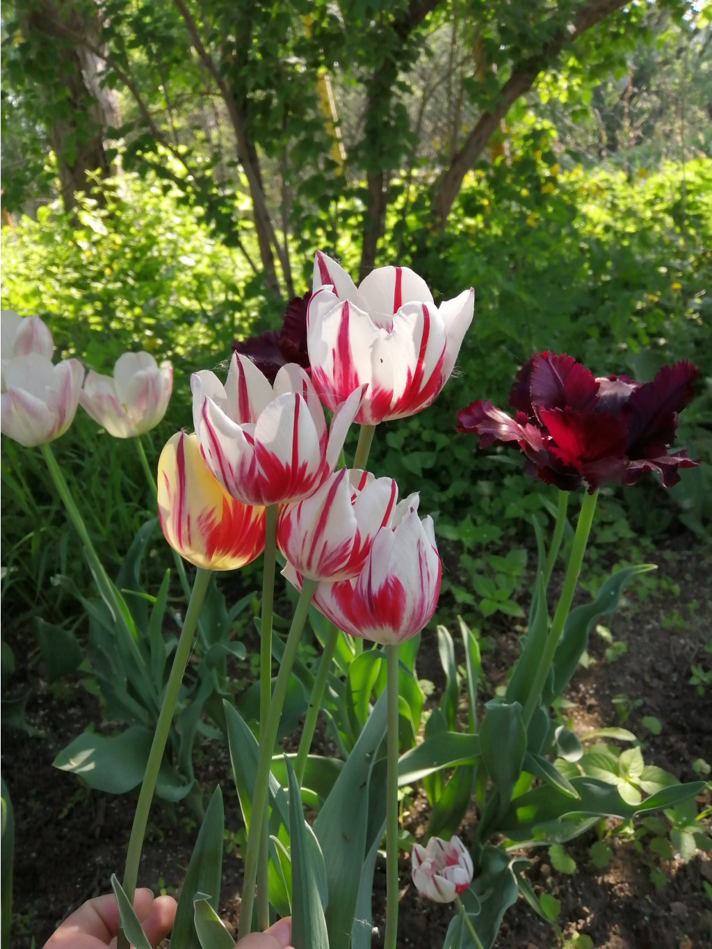 IMG 20190515 080312.jpg