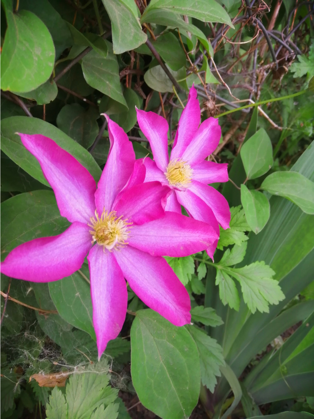 IMG 20190601 192359.jpg
