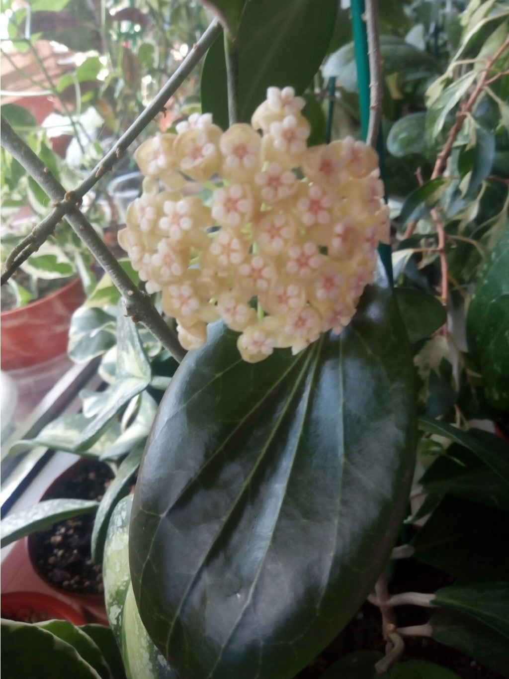 Hoya Hellwigiana.