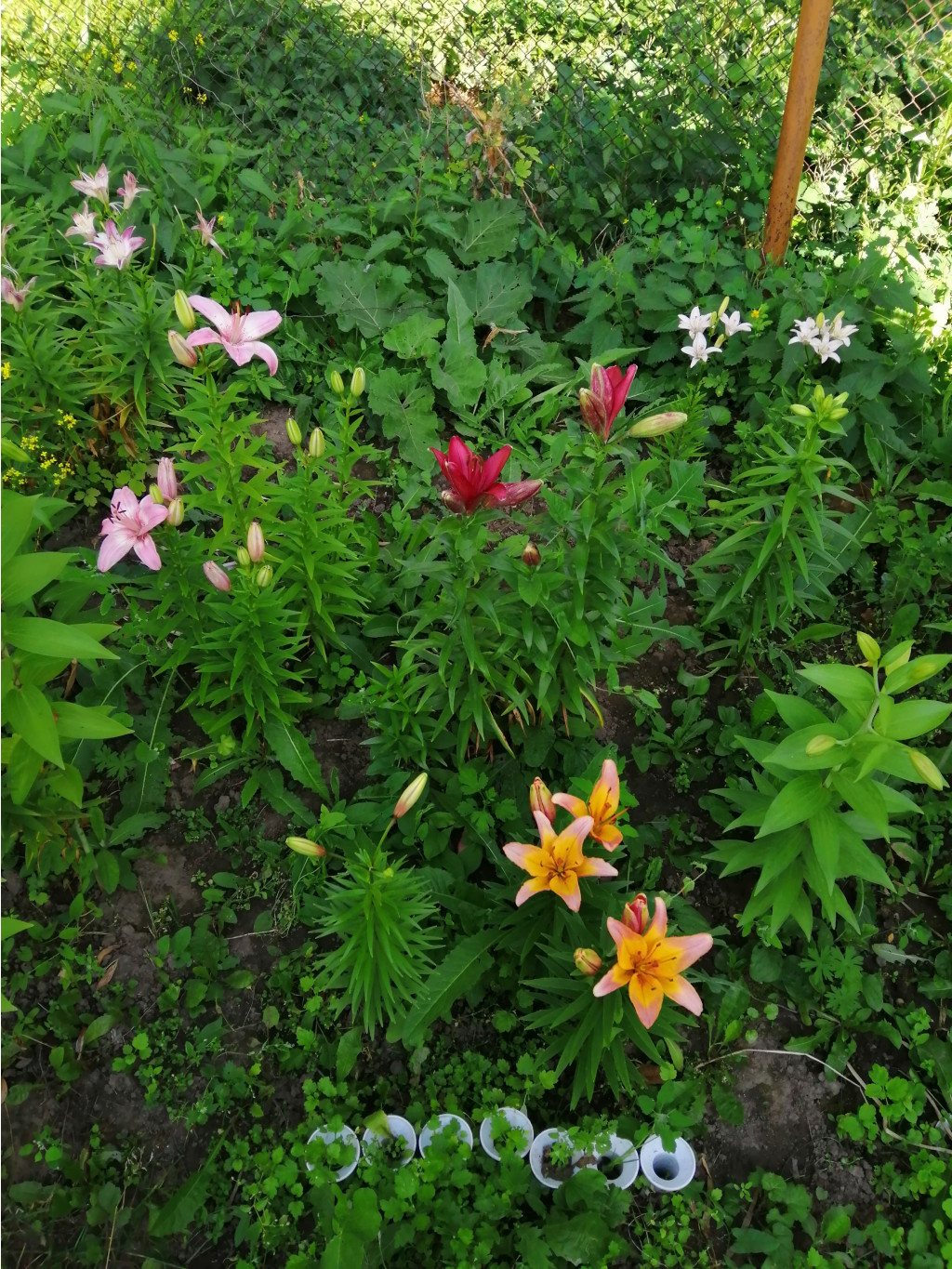 IMG 20190702 160746.jpg