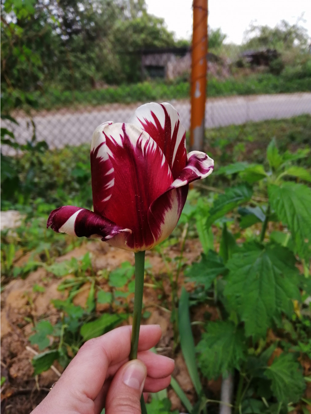 IMG 20190519 181906.jpg