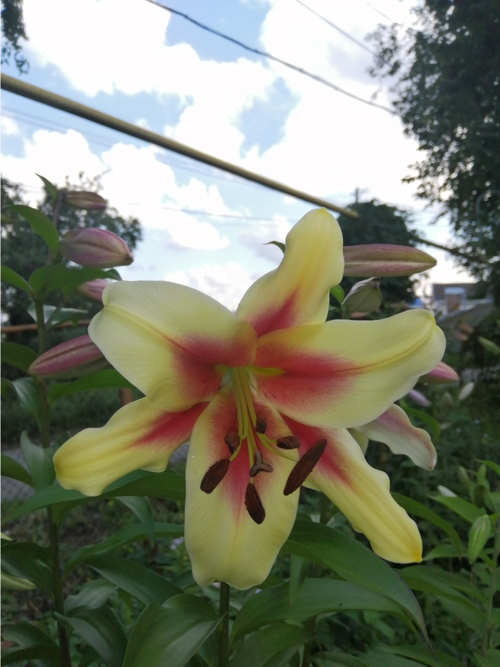 IMG 20190718 152617.jpg