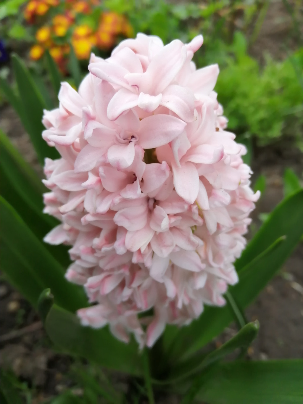 IMG 20190506 164541.jpg