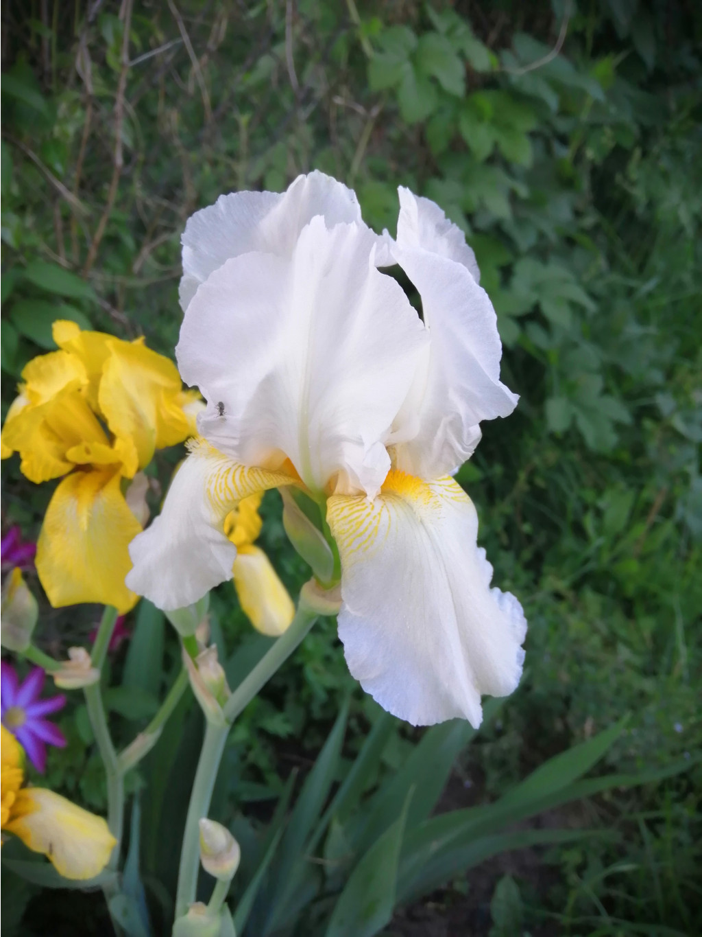 IMG 20190602 193435.jpg