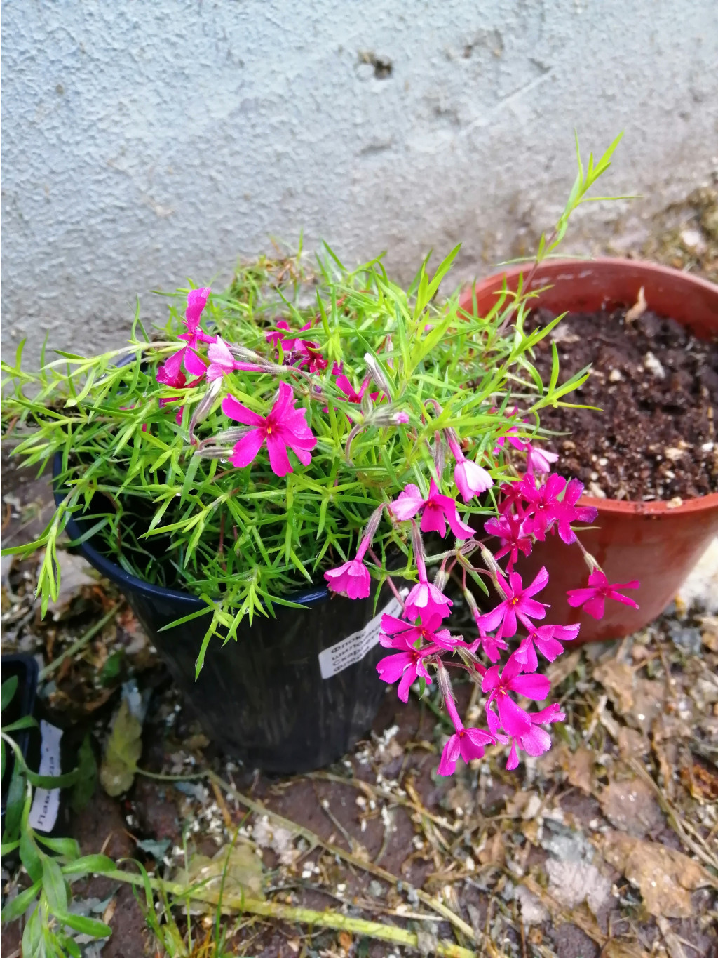 IMG 20190519 182015.jpg