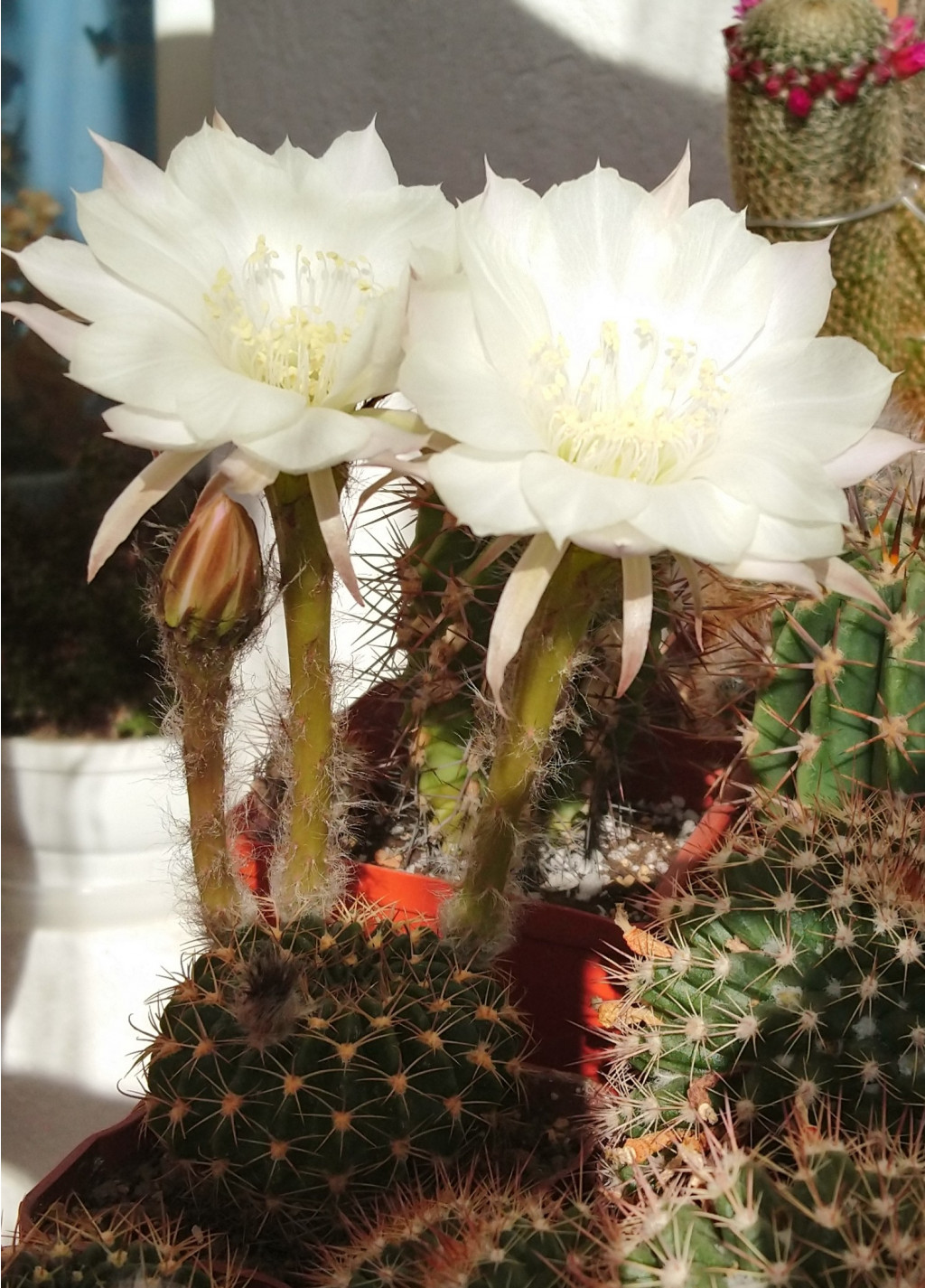 Echinopsis ancistrophora VG-635