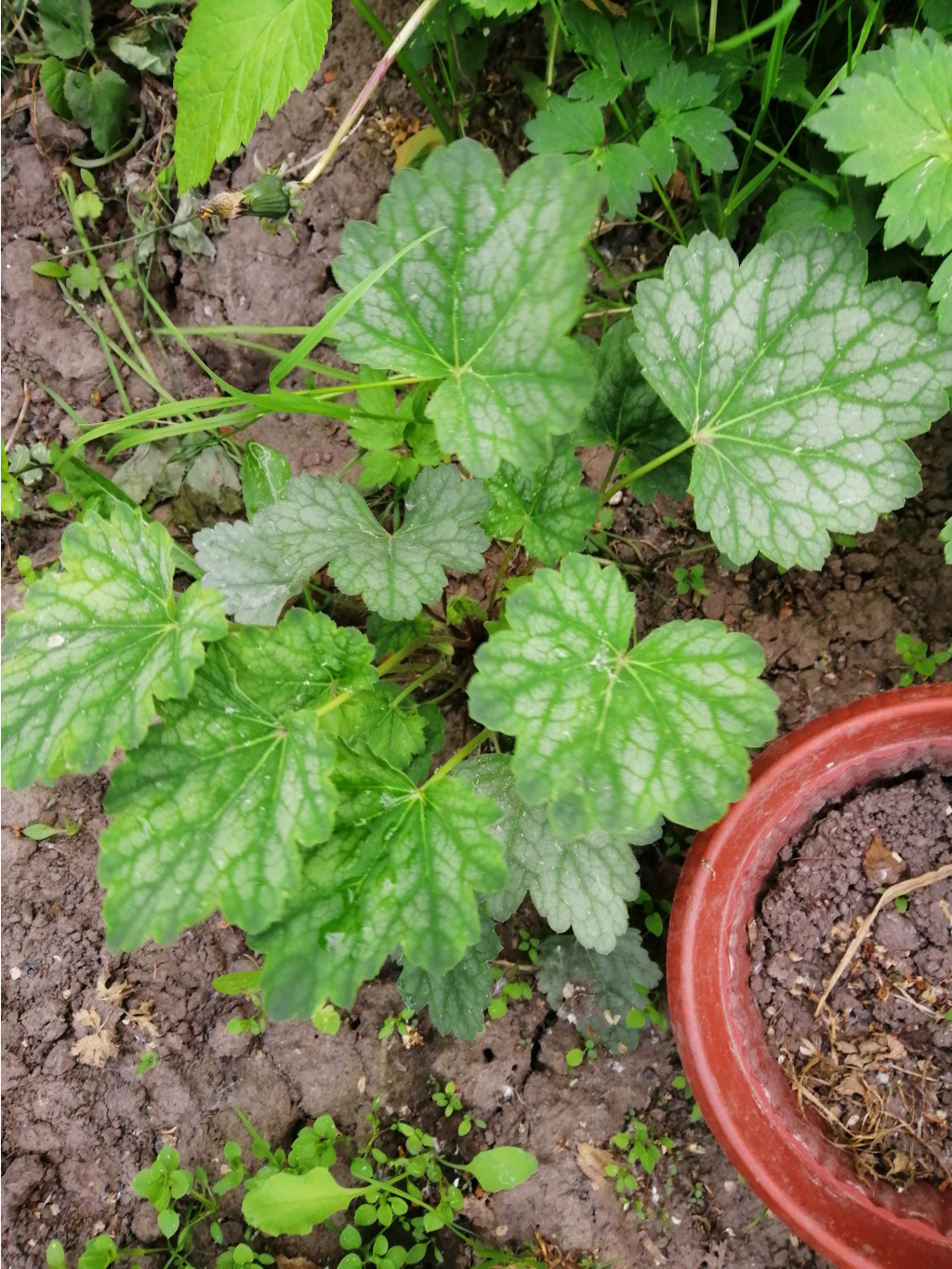 IMG 20190519 181948.jpg